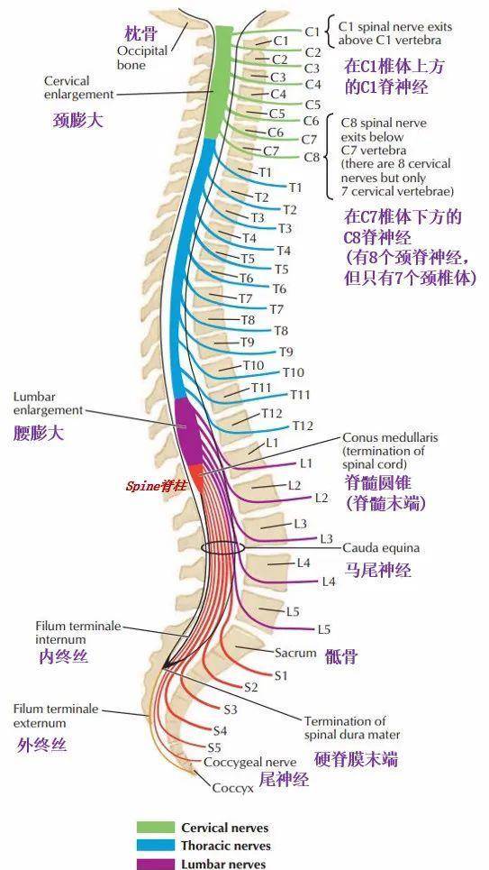 l2椎体在人体的位置图图片