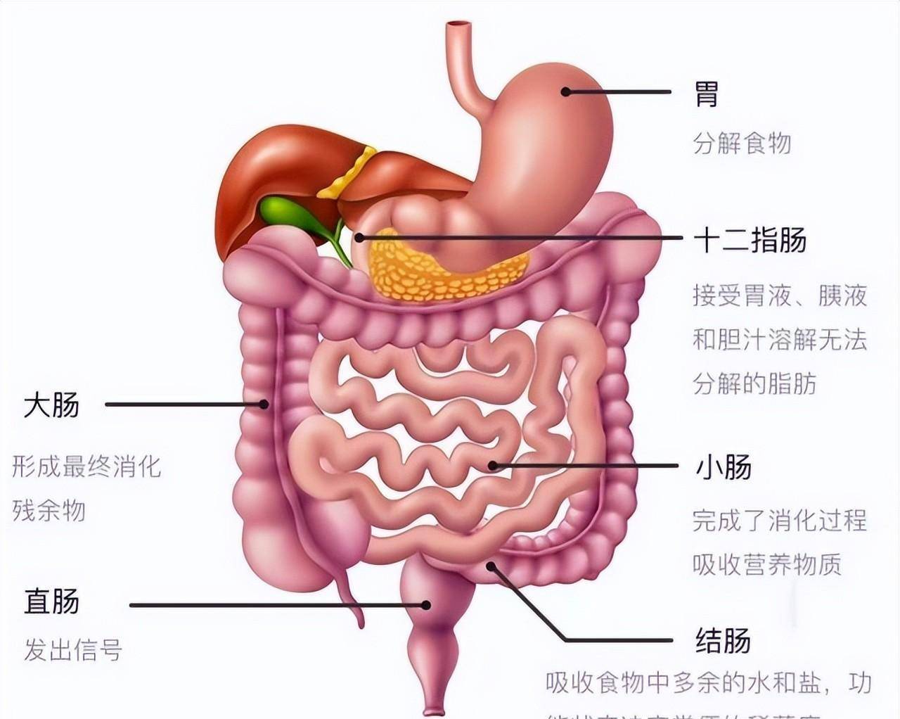 肠息肉不想变肠癌