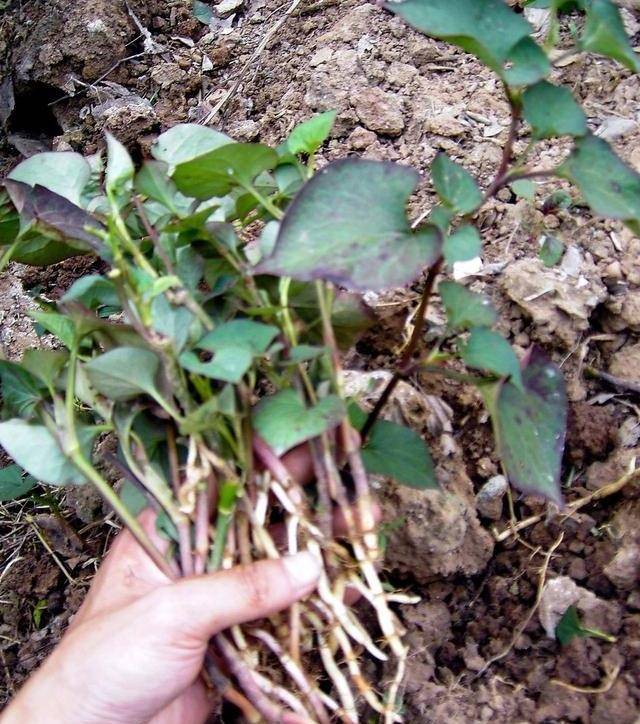 农村两种"有味野菜"将成熟,8成农民都吃过_鱼腥草_人们_作用