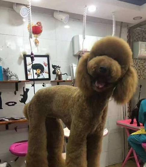 1,占用面积大巨贵巨贵一听名字就知道是体型庞大,体型大占用的空间