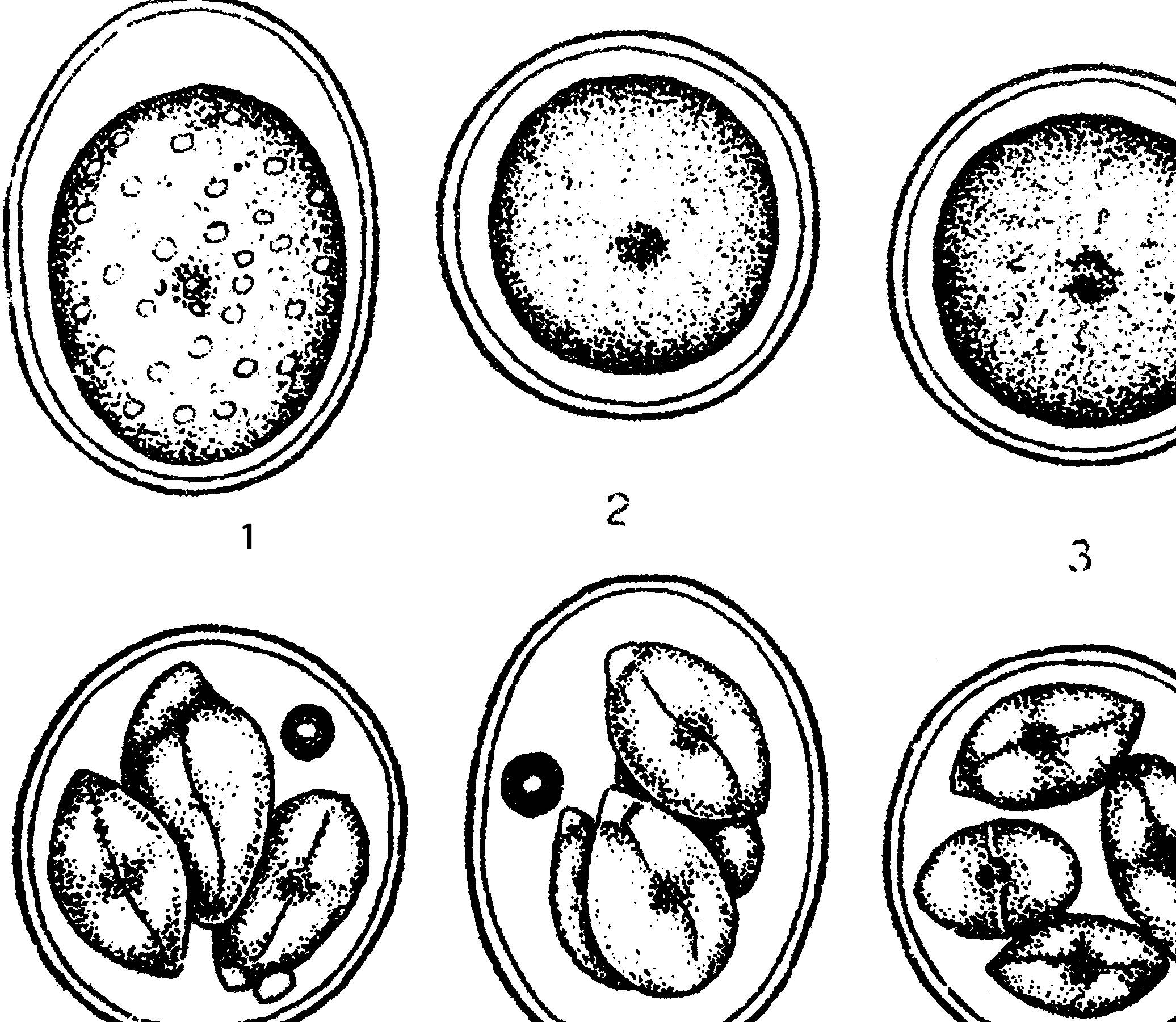 球虫卵囊数对比赛的影响_鸽子_治疗_问题