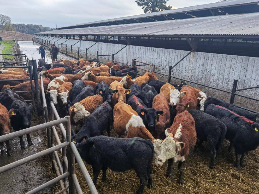 近日,国海创联智利进口活牛顺利装船起航!_种牛_隔离_活畜