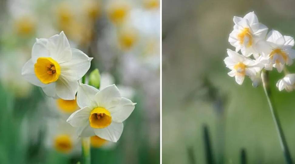 年宵花（年宵花是什么意思） 第7张