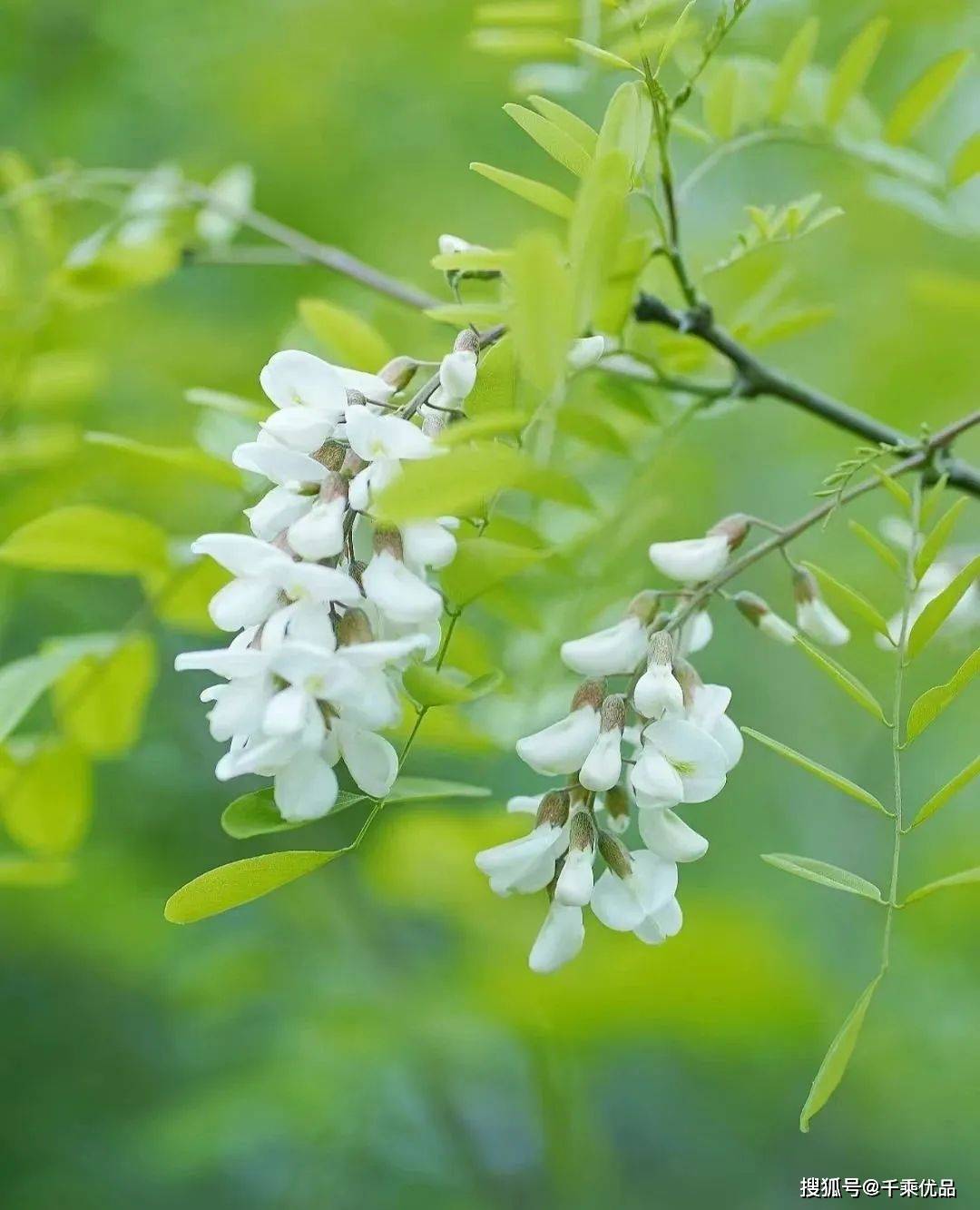 【东营河口槐花节】这场拥抱春天的直播盛会"破纪录"!_活动_槐林_比赛