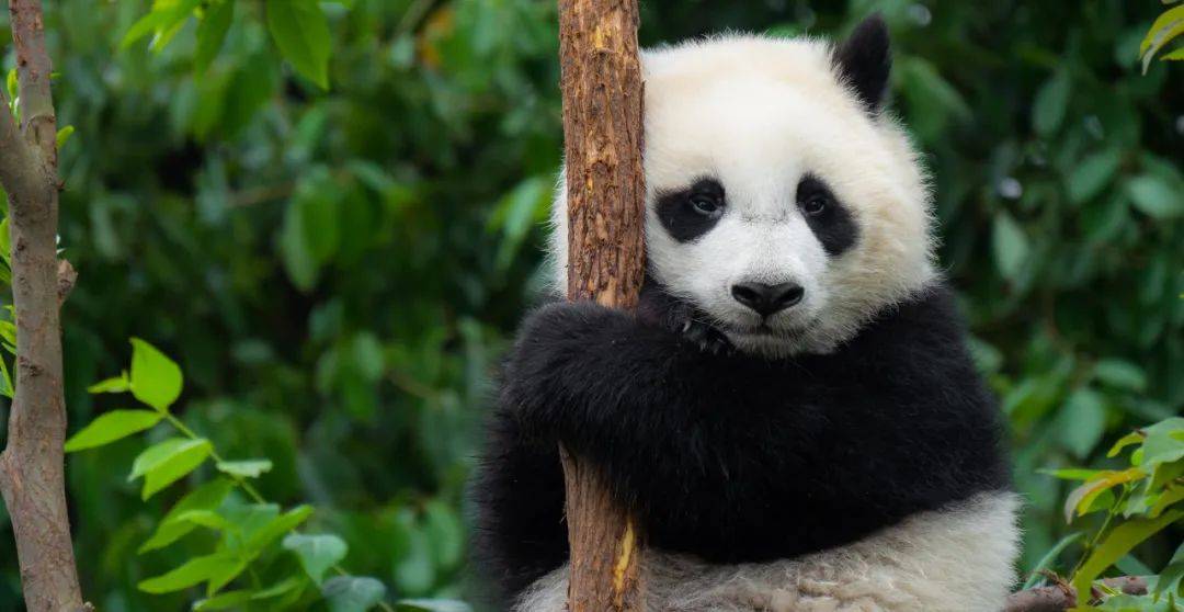 怎么区分“丫丫”“萌兰”“花花”？看到的熊猫到底谁是谁？