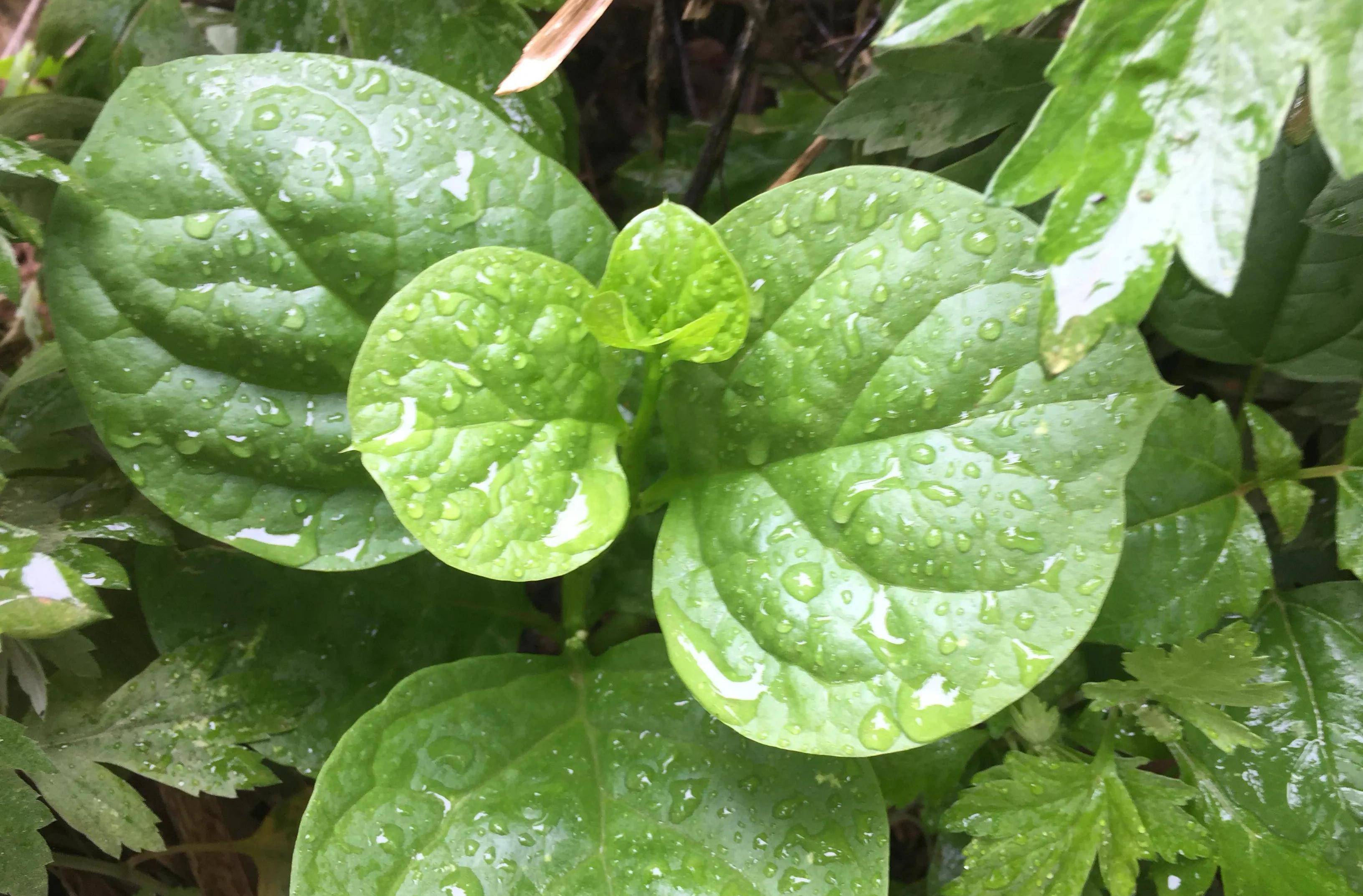 民以食为天,4种野菜,一年四季换着吃,好吃又营养,养生价值高_食用