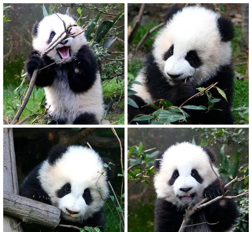 大美煮饭第十名:大美人先上角色联系卡家人