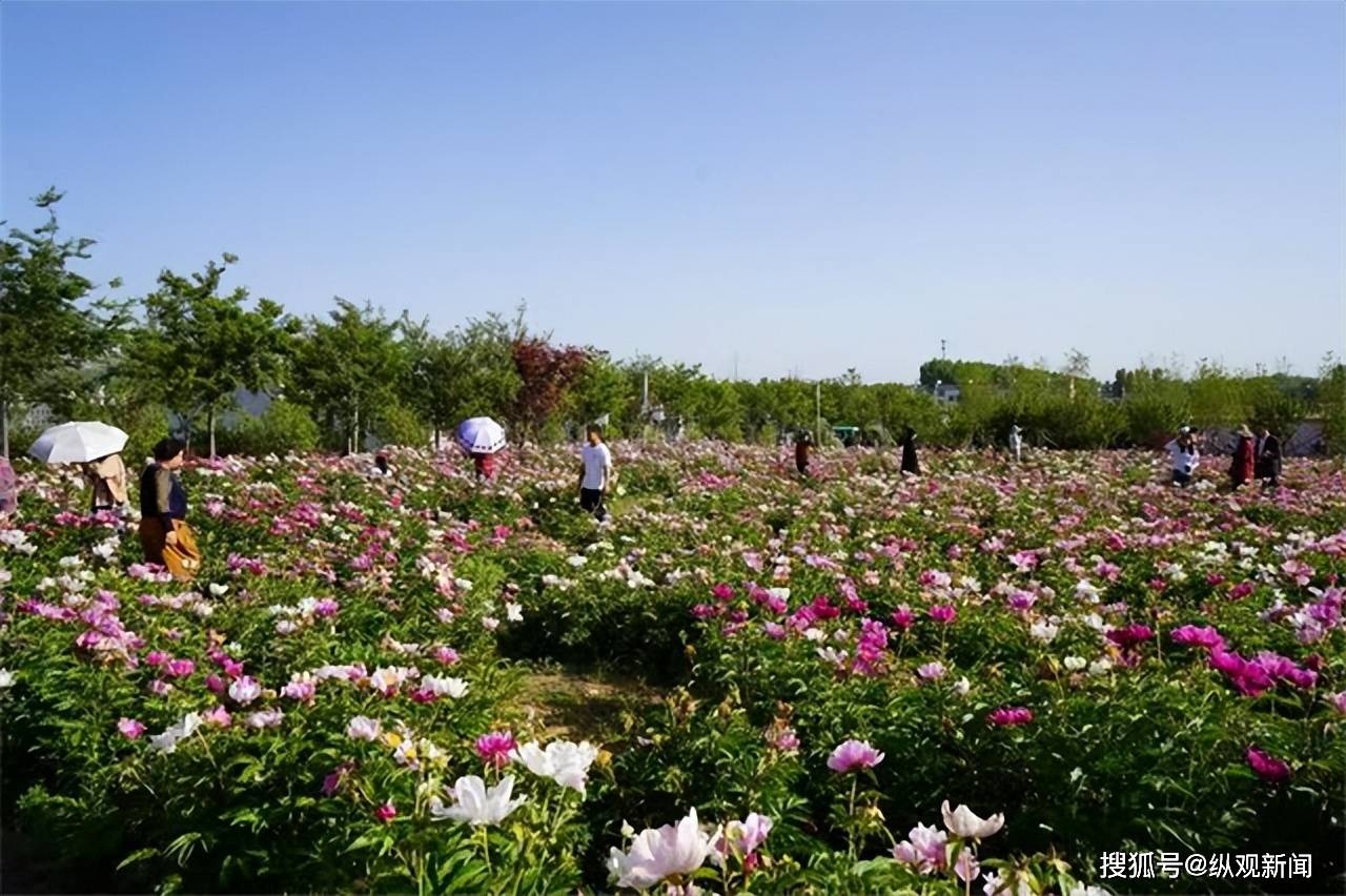 牡丹花水（牡丹花冲水的功效） 第8张