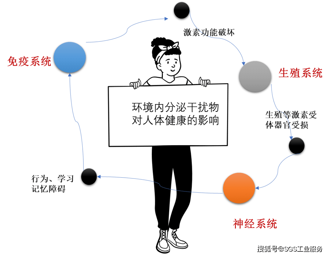 神经系统的干扰及致癌作用,edcs能够在很低的浓度时改变内分泌激素的