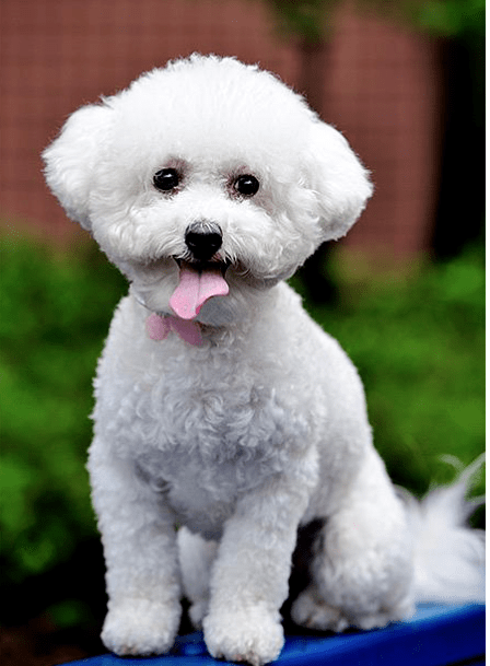 第九名比熊犬,寿命12到14年第十名边牧,寿命12到13年