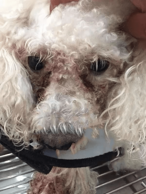 养宠必知:宠物泪痕是如何形成的?怎样避免?_泪水_问题_肝脏