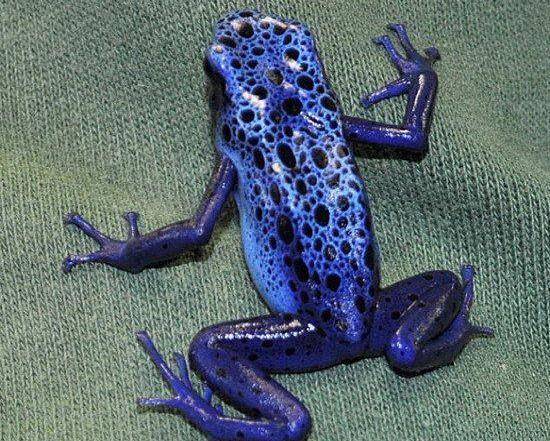 地球上最小的青蛙,一次毒液便能杀死10人,不容小视_蓝色_毒箭_威胁