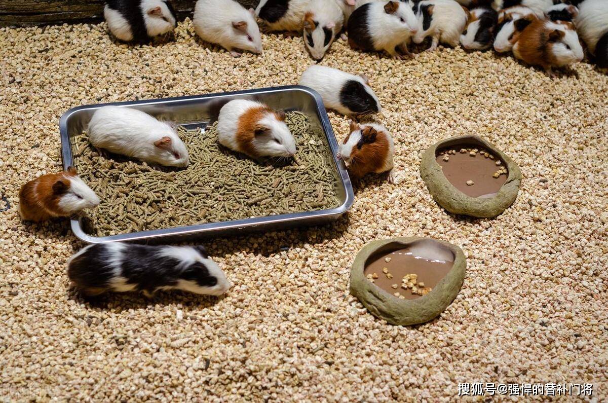 宠物“荷兰猪”其实是什么动物？是豚鼠还是小香猪？蚂蚁庄园今日答案