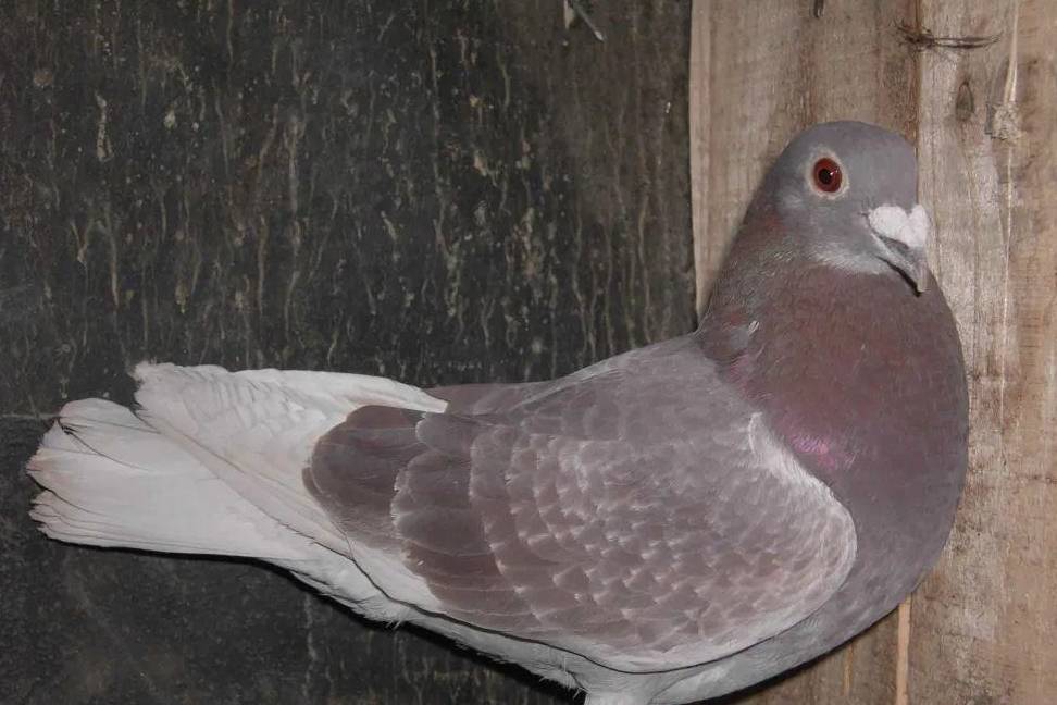 高手这样选择红绛鸽_鸽子_过桥_遗传