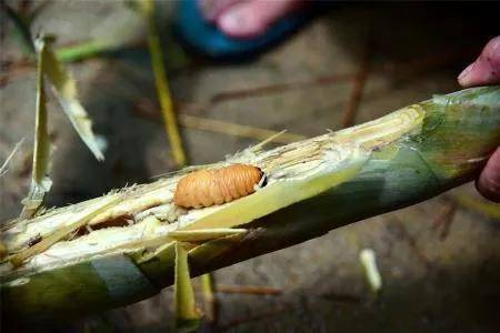 竹笋_进行了_标准