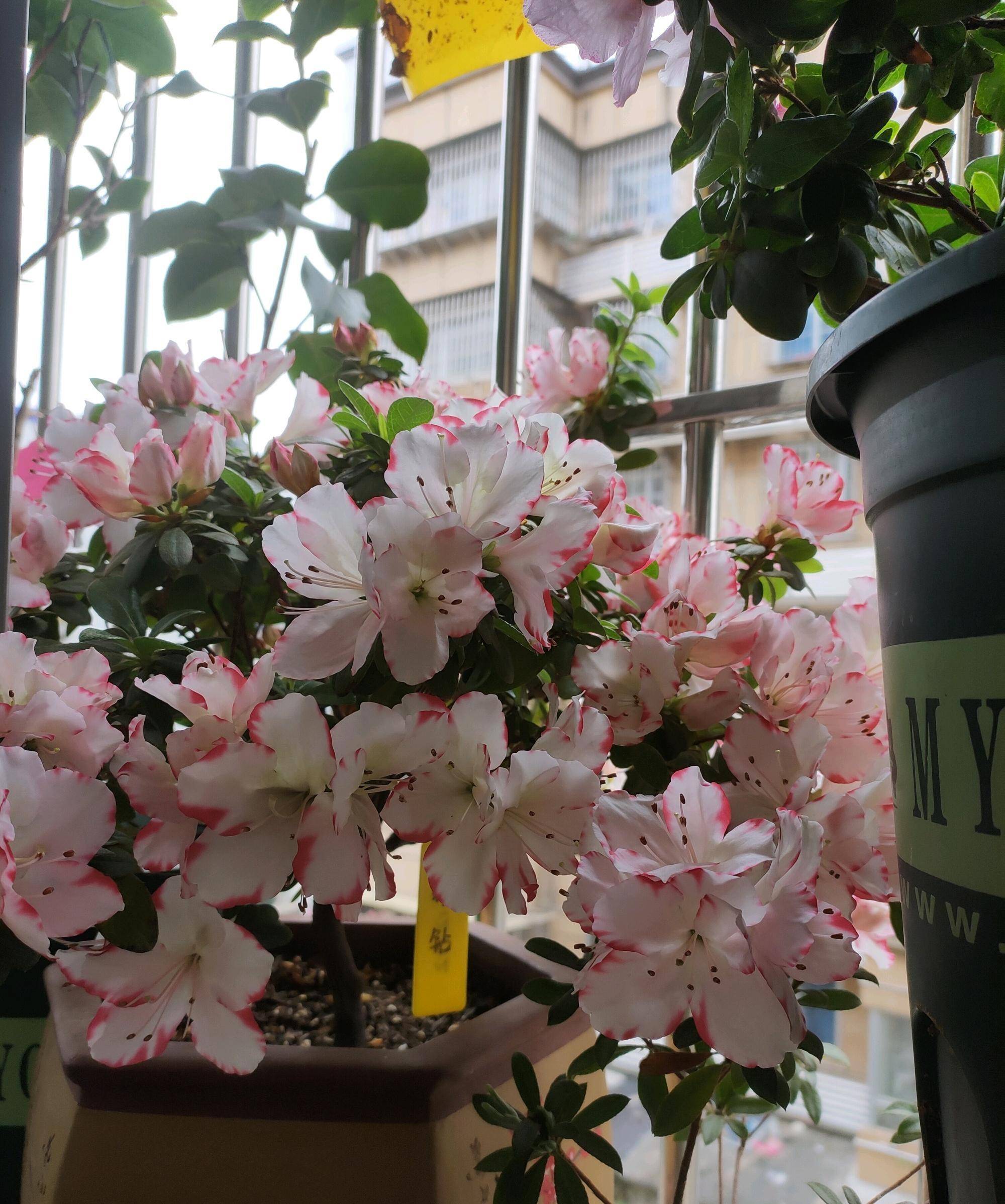 喜欢养杜鹃花,就选"彩钻杜鹃",好养易打理,颜值高且花期长_品种_地方