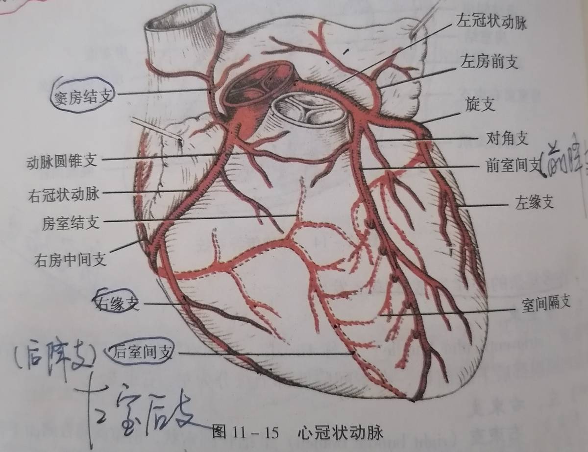 回旋支前降支图片