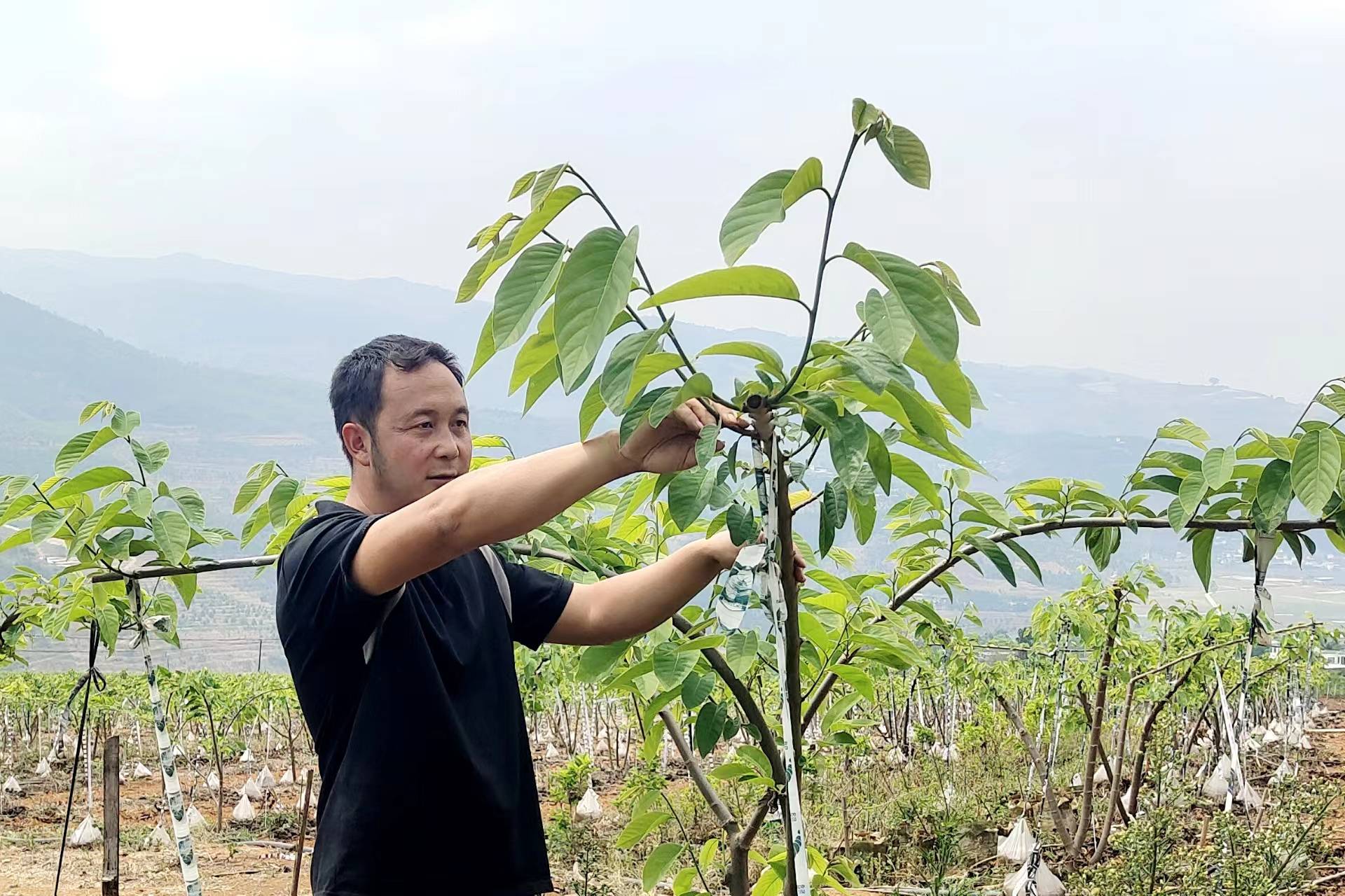 云南释迦果种植基地图片