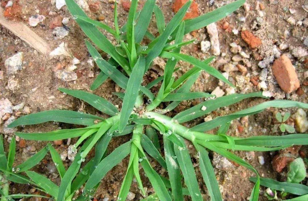 农村路边就有,没想到价值珍贵,老中医十分珍惜_野草_叶片_名字