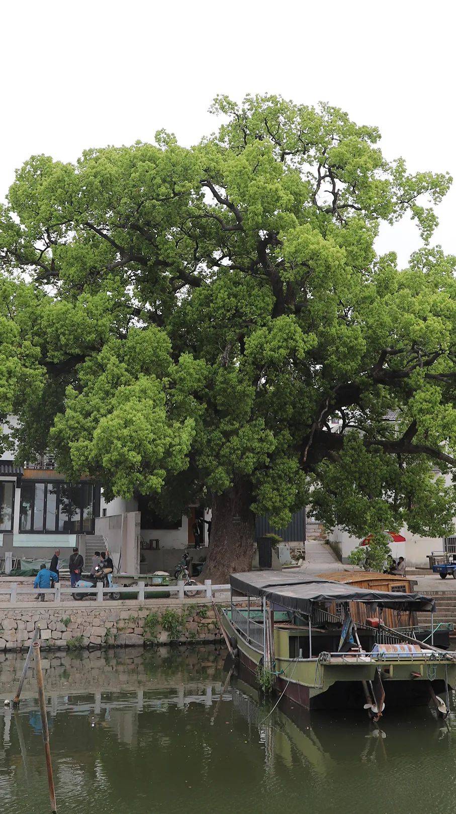 村口伫立的1800岁古樟,她是苏州太湖阴山岛的守护神_西山_樟树_大自然