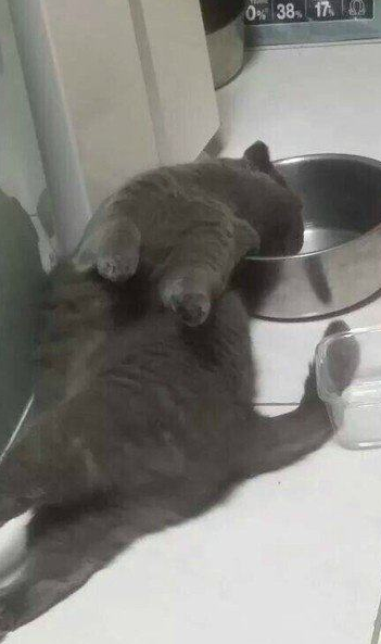 猫咪用它奇葩的喝水姿势，诠释了什么叫懒到极致