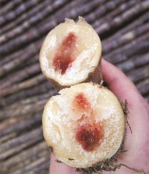 红心甘蔗我相信烂水果吃了会中毒是大多数人都有一点了解的问题.