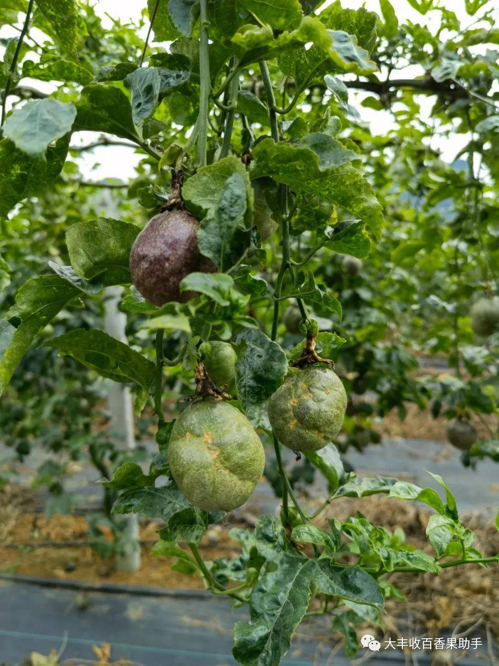 有人表示自家百香果又感染病毒病,该如何防控?你知道吗?