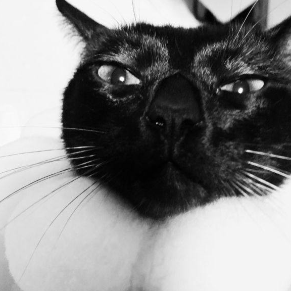 浏览器 蝎子（创作者            养四只真腊猫是种什么样的新体验？）是不是能错失，
