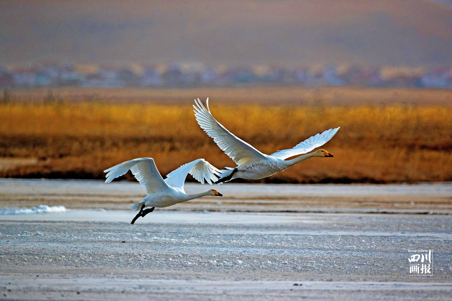 若尔盖草原,那美丽的"天鹅湖"_白天鹅_高原_大天鹅