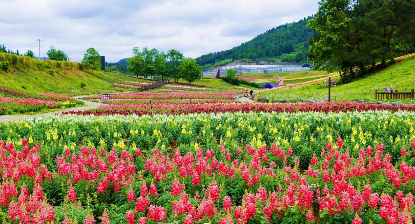 麻江菊花园图片