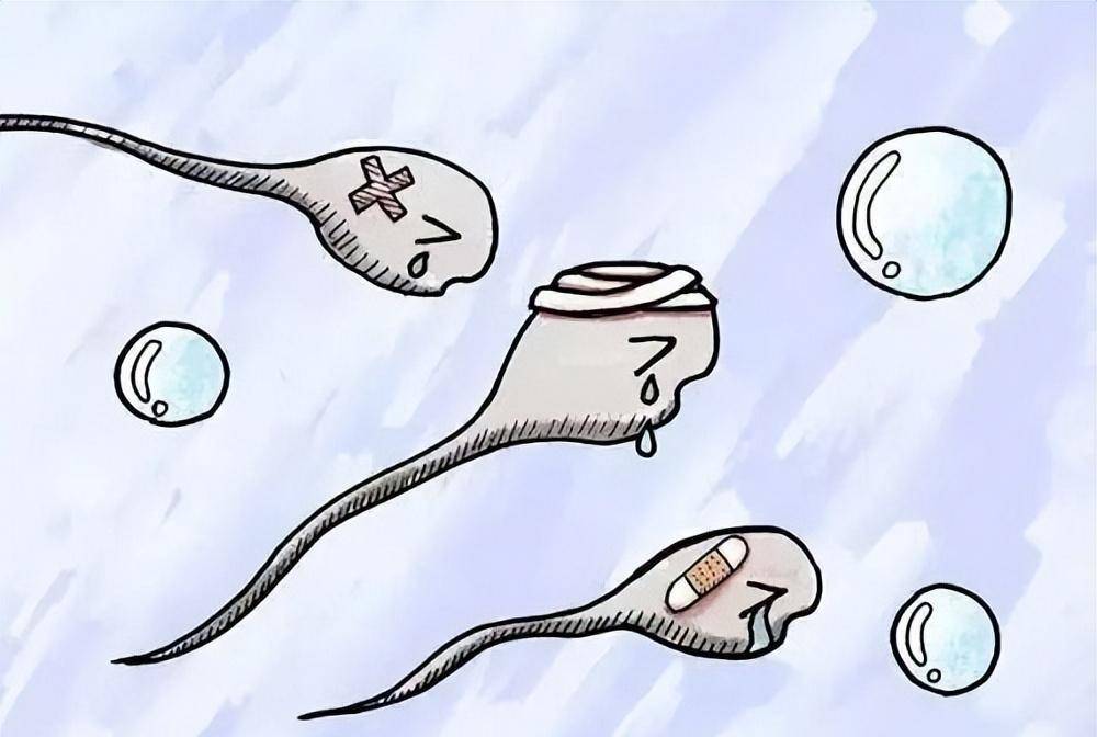 男人精子活性差,少弱精该怎么调理?_睾丸_影响_环境