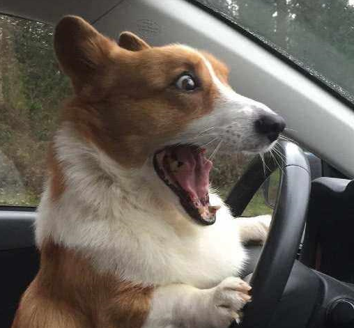 主人开车带柯基去兜风,车要开时狗不见了,结果找到狗后笑到岔气_狗狗