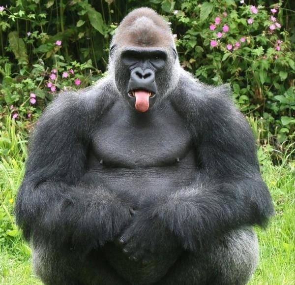 彪悍大猩猩突然吐舌头卖萌,游客都不禁感叹:这都快成精了_网友_人们