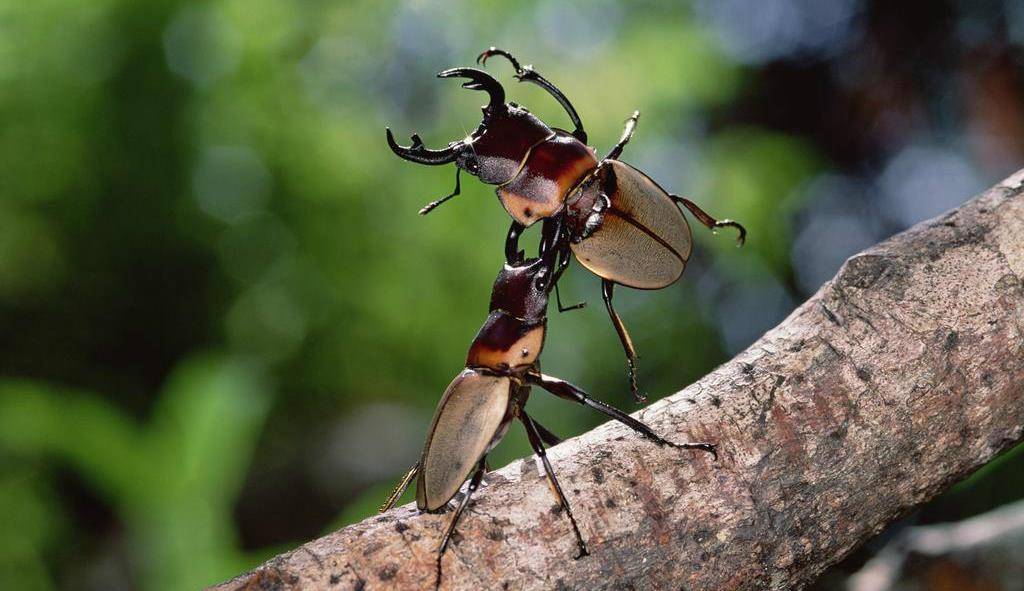 锹形虫雄虫上颚通常长而强壮,多占到体长的1/4～1/2,并附繁复的发达