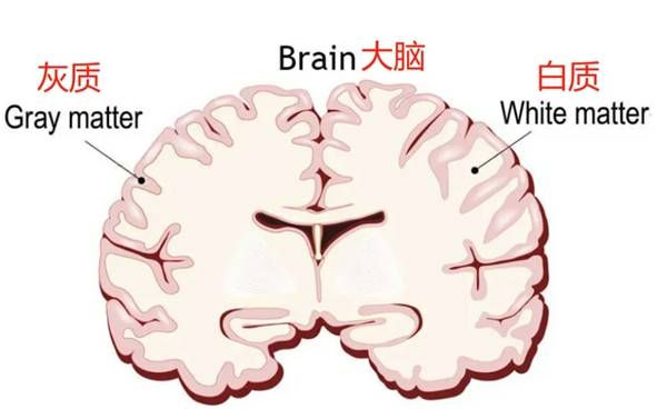大脑基础情况示意图科学家研究显示,大脑是由脑白质和脑灰质两部分
