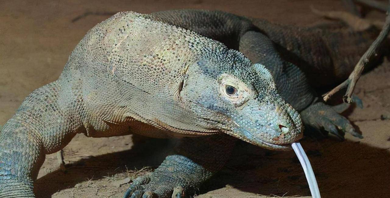 像我们熟知的壁虎就属于蜥蜴的一种,通常情况下