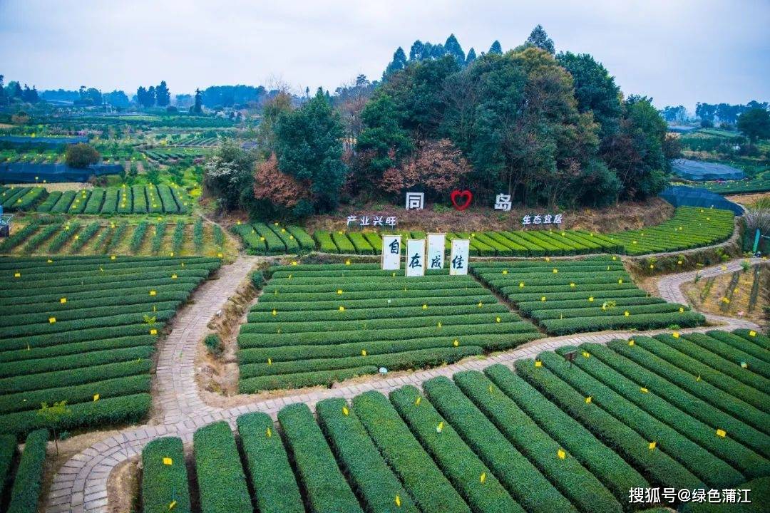 成都蒲江成佳茶乡入选"四川十大最美茶乡"_茶叶_总面积_绿色