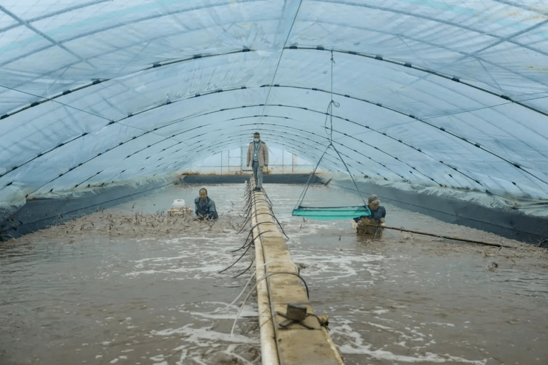 棚养对虾靠不靠谱?养好了,赚得盆满钵满!_养殖_模式_大棚