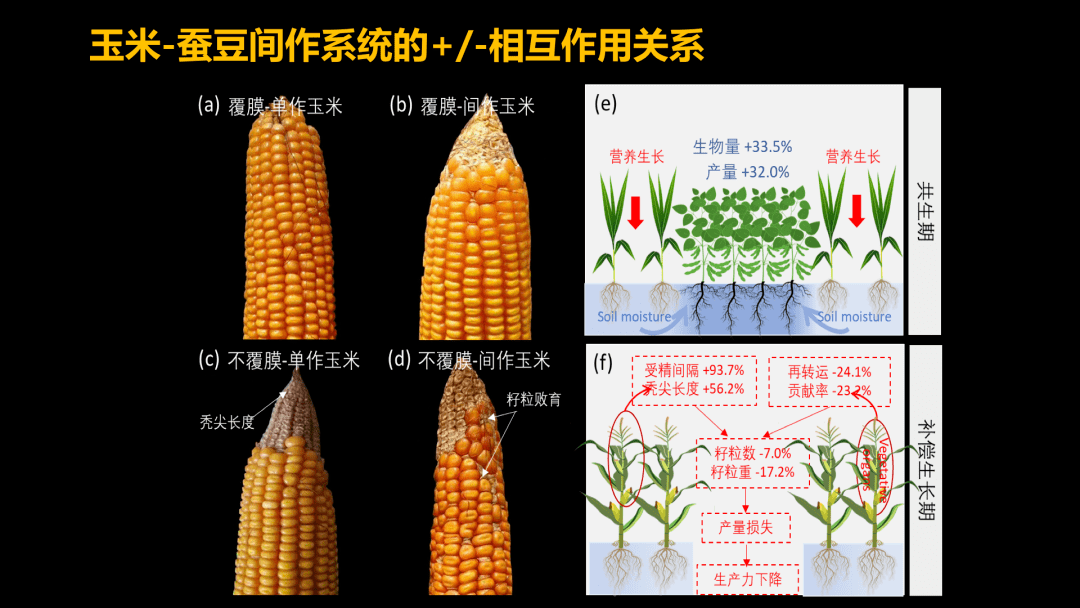 【cc講壇】熊友才:植物種間競合與達爾文農業_作物_關係_作用