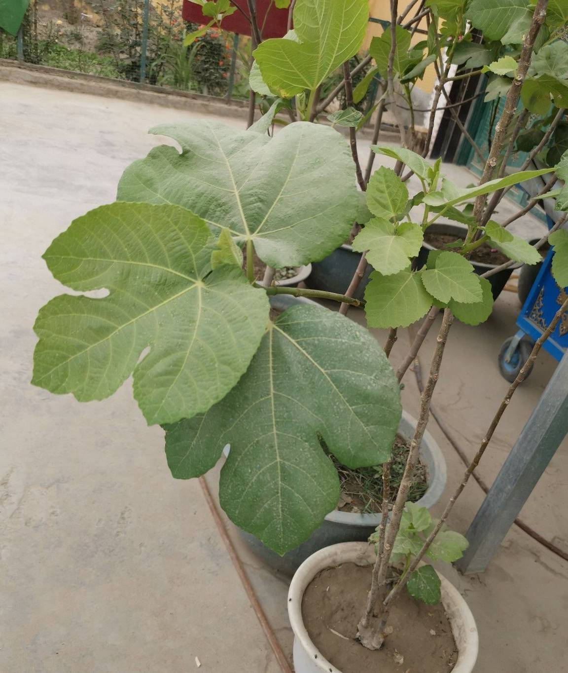 原创            照顾室内盆栽绿植注意这几点，避免植物黄叶和烂根-室内盆栽植物养护方法图片