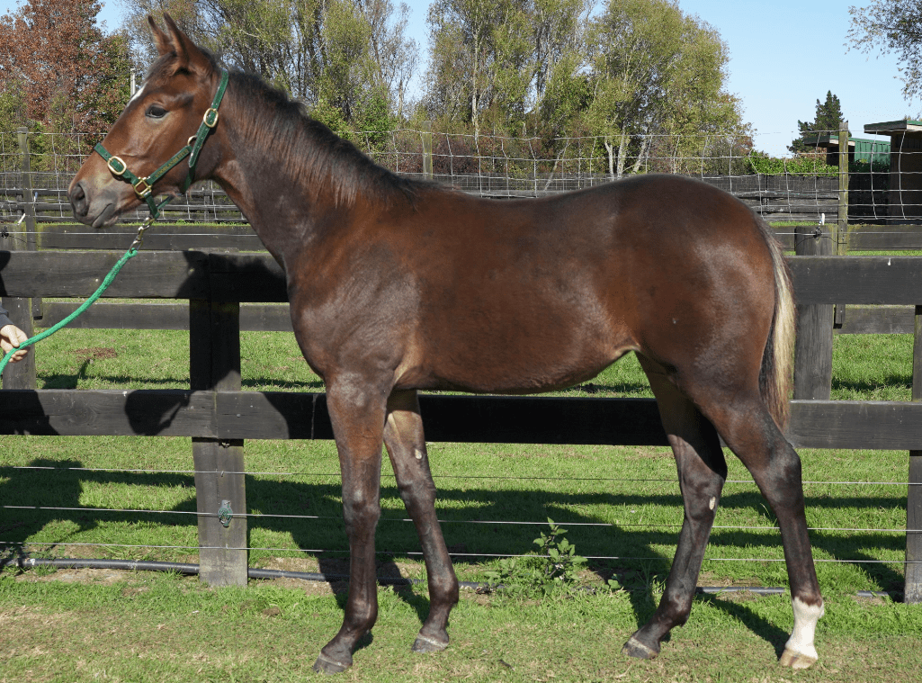 新西兰_后代_血统