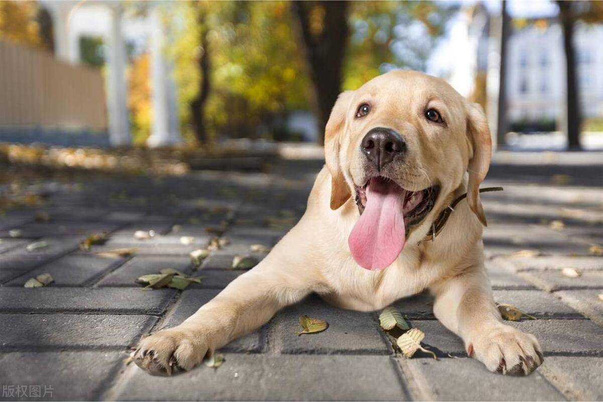 为什么狗狗总是伸着舌头呼吸?它的身体会散热吗?