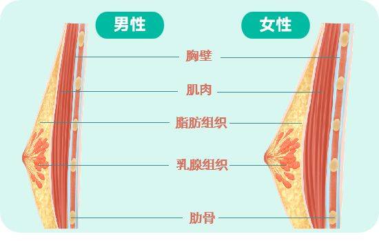 男性的胸有啥用?除了区分正反面,还有这2个用处