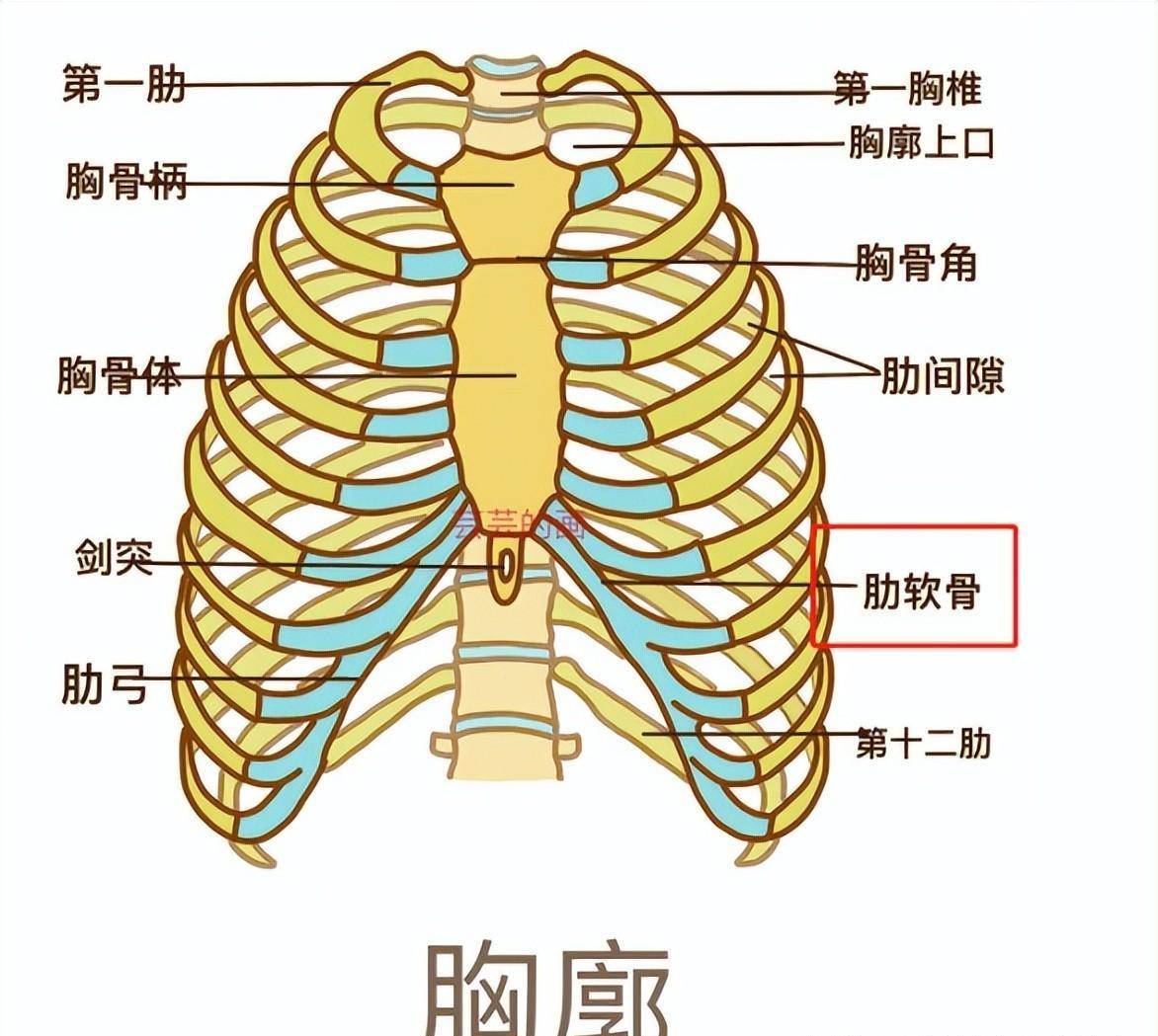 胸口位置 心口图片