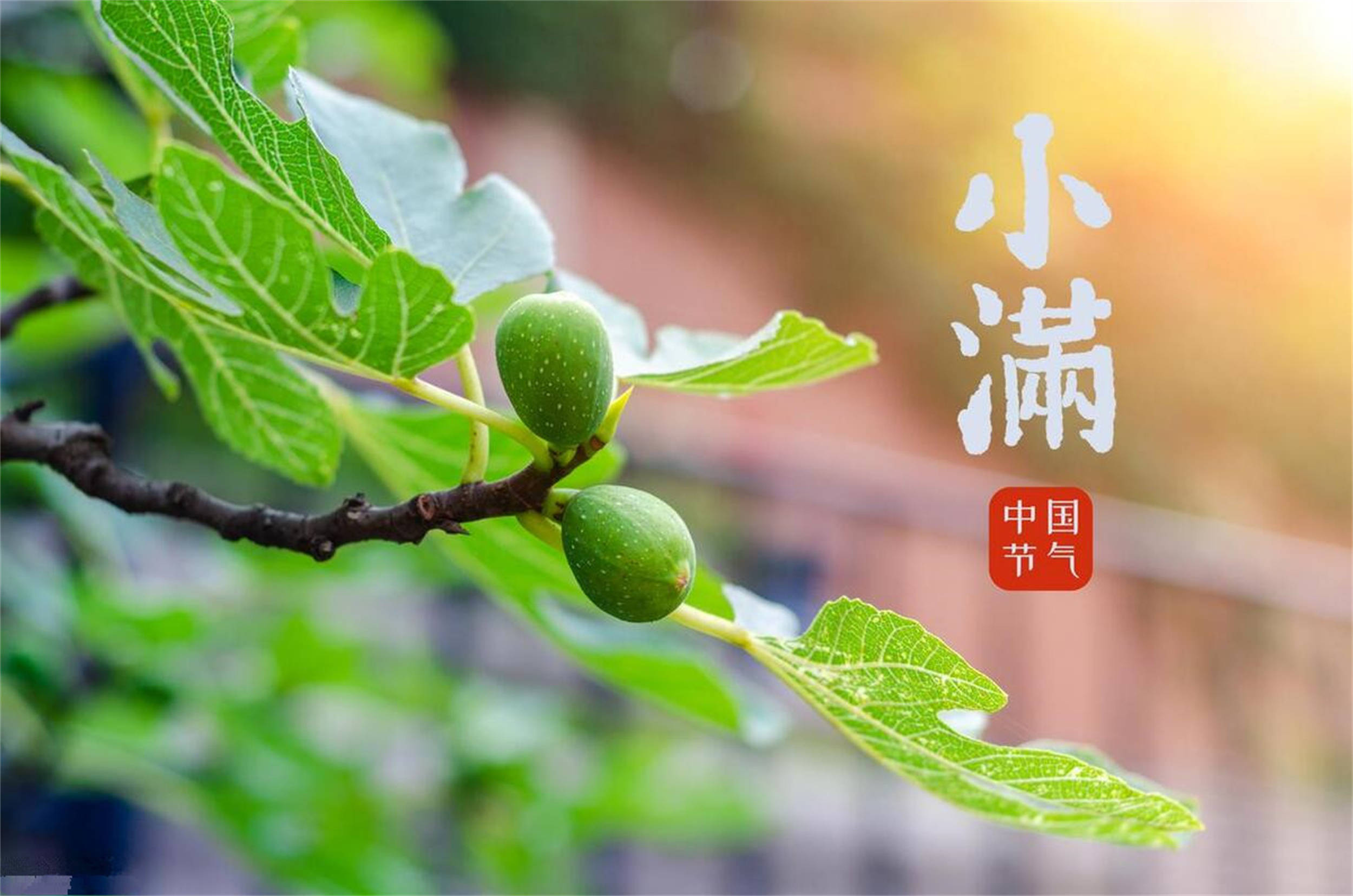 怎么吃?_番茄_时节_荸荠