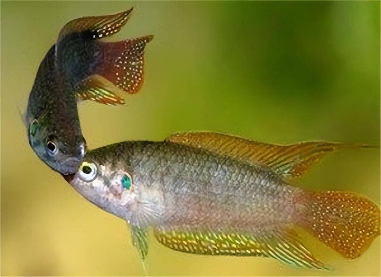 菩萨鱼曾经在农村经常见到,被当做鸡鸭零食,为啥现在很少见到?