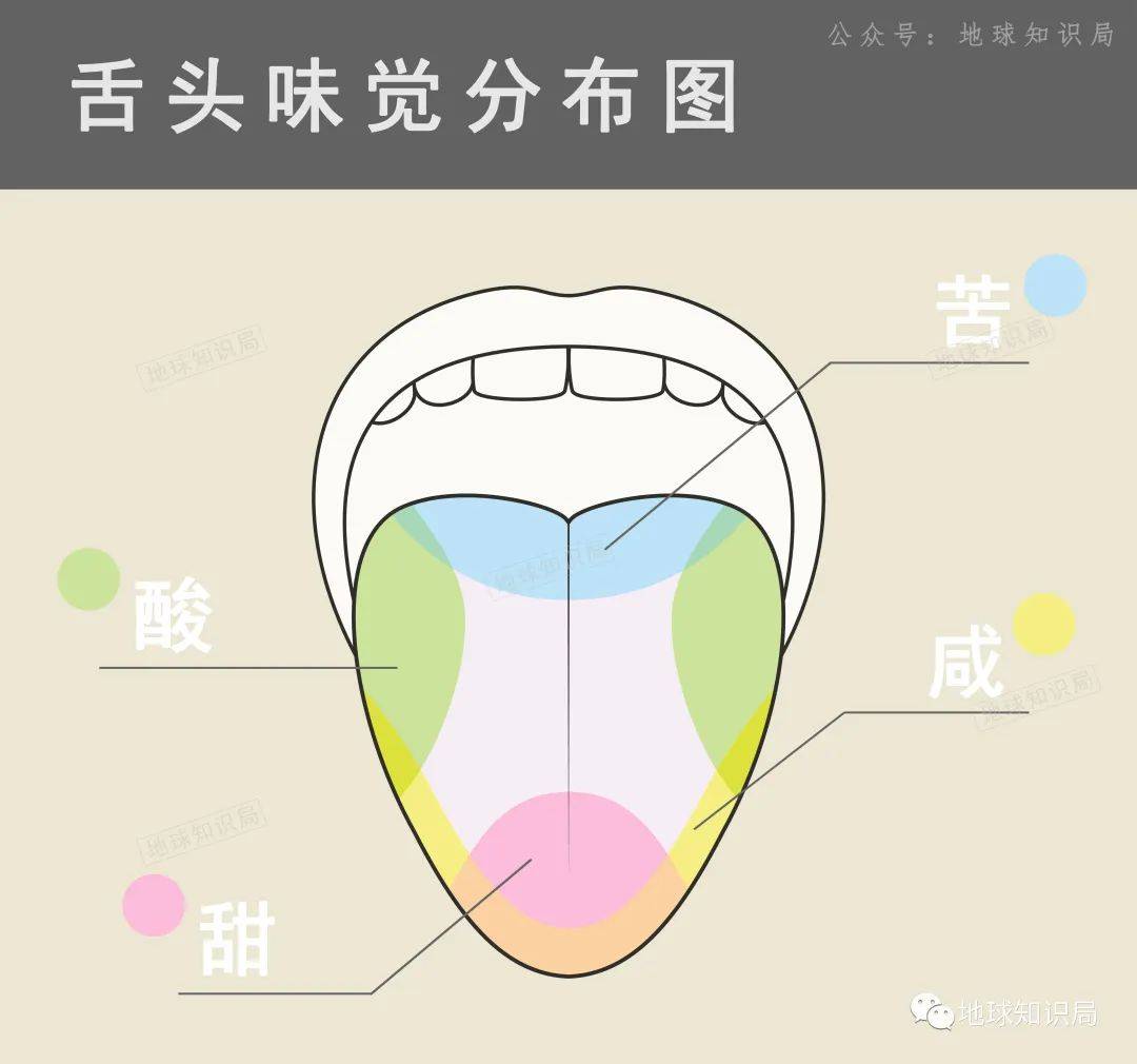人类舌头味蕾分布图图片