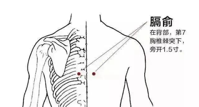 膈俞的准确位置图片图片