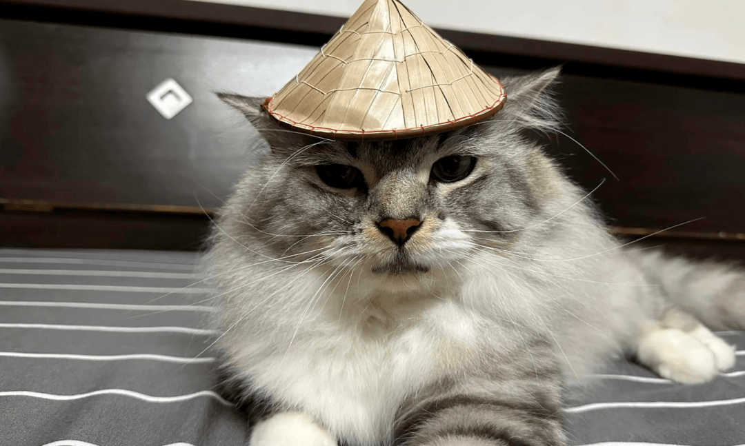 随手买了一个小斗笠给猫戴上后,越看越眼熟.这是鳌.鳌拜?