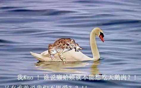 世界充满惊喜,用"蟾蜍"和"天鹅"来区分男女厕所,太好笑了!